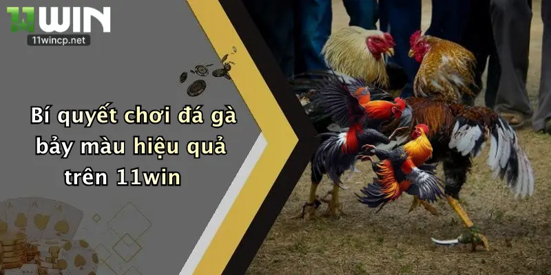 Đá Gà Bảy Màu: Tham Gia Đấu Trường 11Win Rinh Thưởng Cực Đã 2 Bí quyết chơi đá gà bảy màu hiệu quả trên 11win