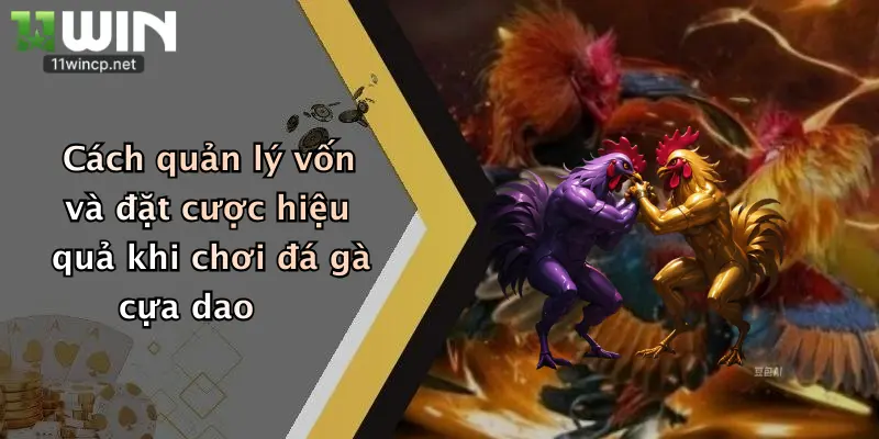 Đá Gà Cựa Dao: Trải Nghiệm Kịch Tính, Thưởng Lớn Tại 11Win 5 Cách quản lý vốn và đặt cược hiệu quả khi chơi đá gà cựa dao