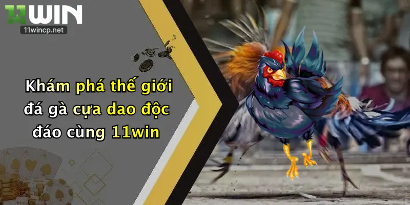 Đá Gà Cựa Dao: Trải Nghiệm Kịch Tính, Thưởng Lớn Tại 11Win 2 Khám phá thế giới đá gà cựa dao độc đáo cùng 11win